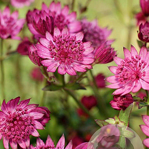 Astrantia m. Cerise Button GM P9