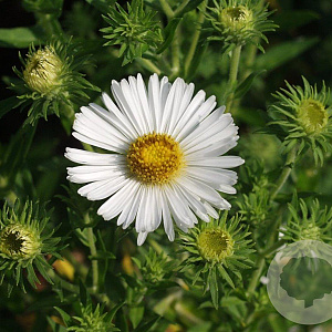 Aster n.-a. 'Herbstschnee' GM P9