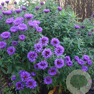 Aster n.-a. 'Purple Dome' GM P9