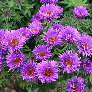 Aster n.-a. 'Purple Dome' GM P9