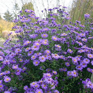 Aster n.-b. 'Dauerblau' GM P9