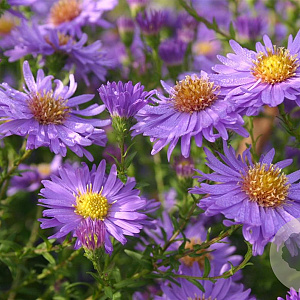 Aster n.-b. 'Dauerblau' GM P9