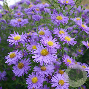 Aster n.-b. 'Dauerblau' GM P9