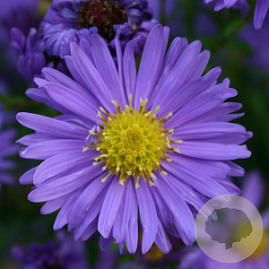 Aster n.-b. 'Dauerblau' GM P9
