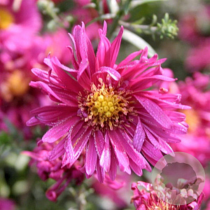 Aster n.-b. 'Royal Ruby' GM P9