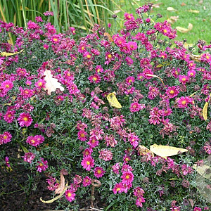 Aster n.-b. 'Royal Ruby' GM P9