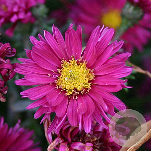 Aster n.-b. 'Royal Ruby' GM P9