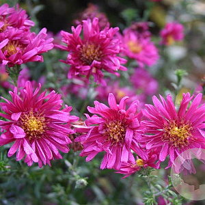 Aster n.-b. 'Royal Ruby' GM P9