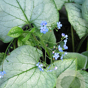 Brunnera macr. 'Looking Glass' GM P9