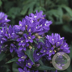 Campanula glom. 'Acaulis' GM P9