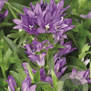 Campanula glom. 'Acaulis' GM P9