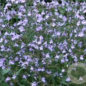 Calamintha n. 'Marvelette Blue' GM P9