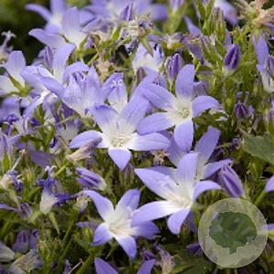 Campanula posch. 'Blauranke' GM P9