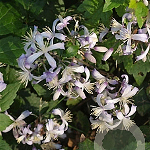 Clematis 'Praecox' GM P9
