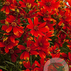 Coreopsis vert. 'Ladybird' GM P9