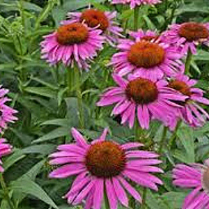 Echinacea p. 'Fatal Attraction' GM P9