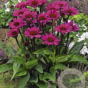 Echinacea p. 'Fatal Attraction' GM P9