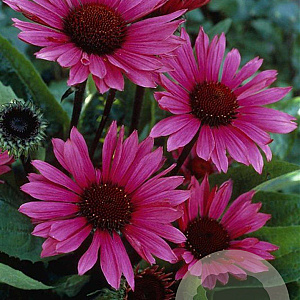 Echinacea p. 'Fatal Attraction' GM P9