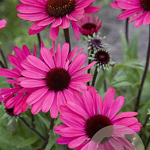 Echinacea p. Powwow Wild Berry GM P9