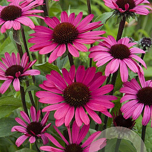 Echinacea p. Powwow Wild Berry GM P9