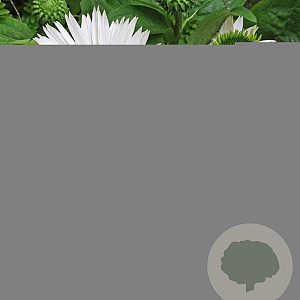 Echinacea p. 'Virgin' GM P9