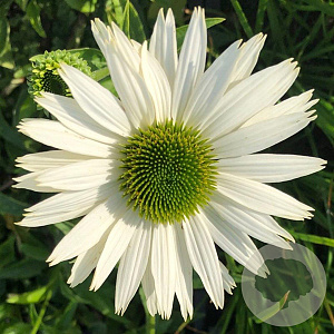 Echinacea p. 'Virgin' GM P9