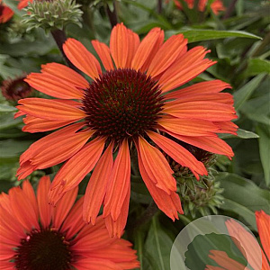 Echinacea Sunseekers Orange GM P9