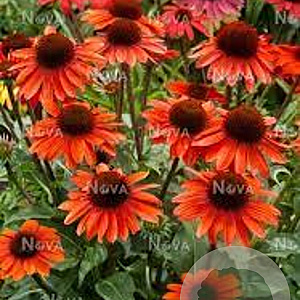 Echinacea Sunseekers Orange GM P9