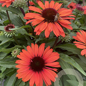 Echinacea Sunseekers Orange GM P9