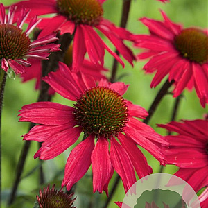 Echinacea 'Sensation Pink' GM P9