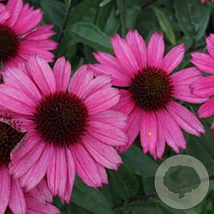 Echinacea 'Sensation Pink' GM P9