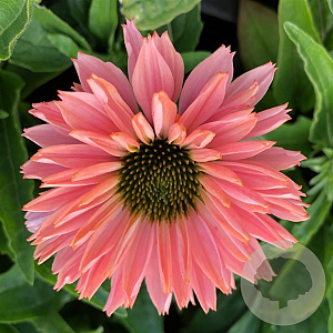 Echinacea Sunseekers Salmon GM P9