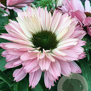 Echinacea Sunseekers Salmon GM P9