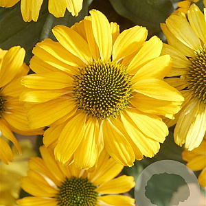 Echinacea Sunseekers Yellow GM P9