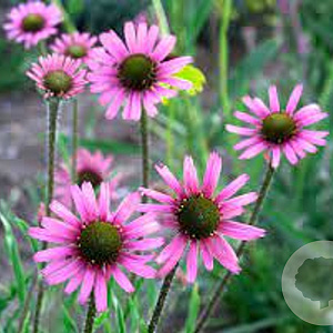 Echinacea t. Rocky Top Hybrids GM P9