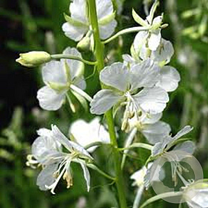 Epilobium ang. 'Album' GM P9