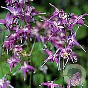 Epimedium gr. 'Lilafee' GM P9