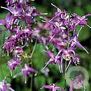 Epimedium gr. 'Lilafee' GM P9