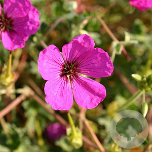 Geranium cin. 'Giuseppii' GM P9
