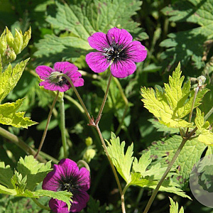 Geranium procurrens 'Sandrine' GM P9