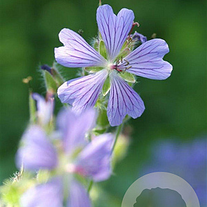 Geranium 'Philippe Vapelle' GM P9