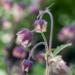 Geum rivale GM P9