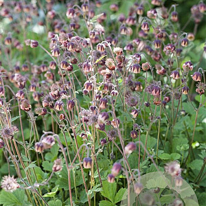 Geum rivale GM P9