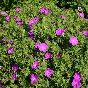 Geranium sang. 'Elsbeth' GM P9
