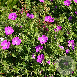 Geranium sang. 'Elsbeth' GM P9