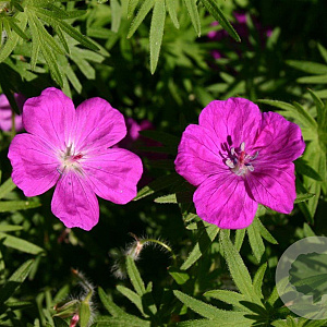 Geranium sang. 'Elsbeth' GM P9