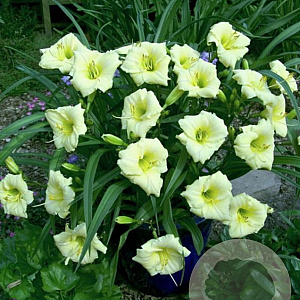 Hemerocallis 'Longfields Pearl' GM P9