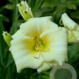 Hemerocallis 'Longfields Pearl' GM P9