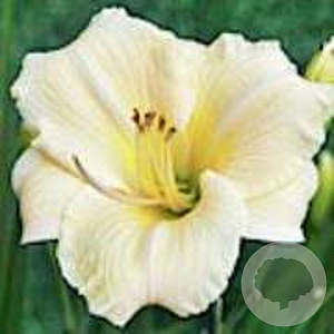 Hemerocallis 'Longfields Pearl' GM P9
