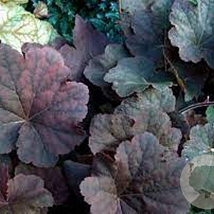 Heuchera 'Mocha' GM P9